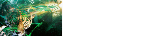 Jaguar Films I Production Company